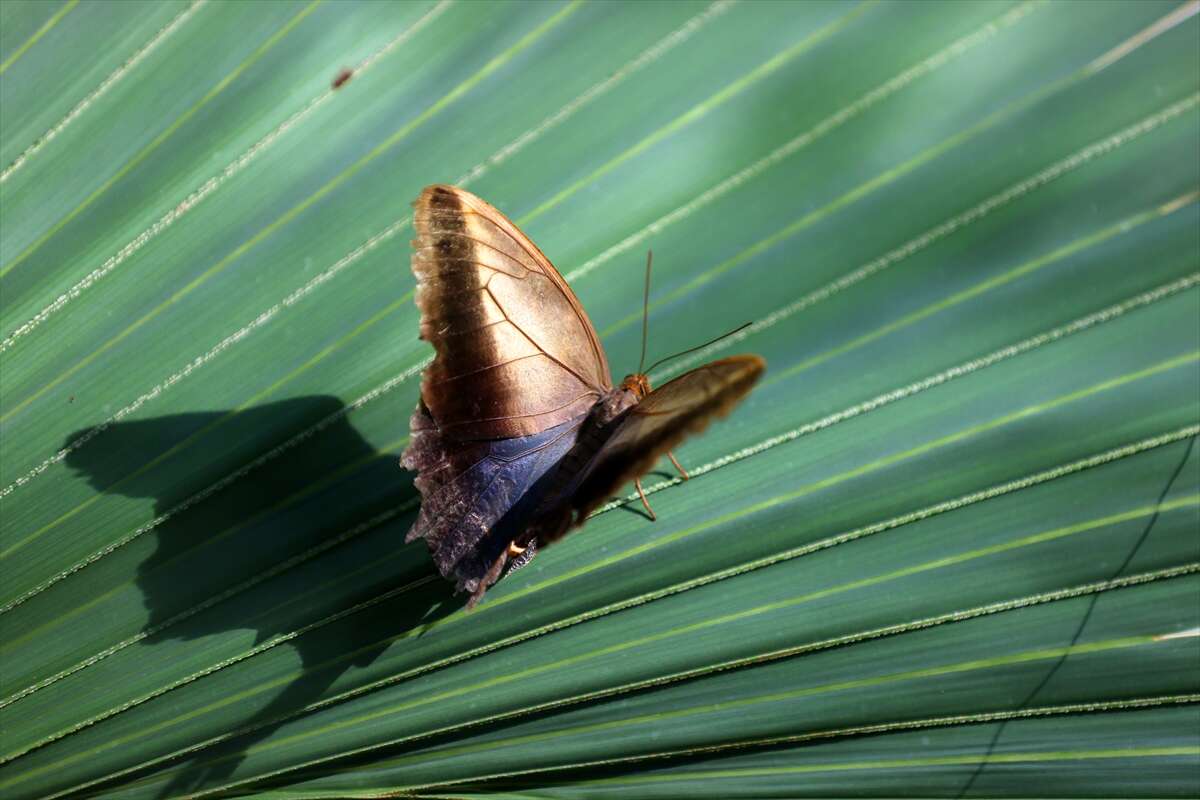 Şebi Arus için gelenler Konya’nın ünlü mekanında huzur bulacak 9